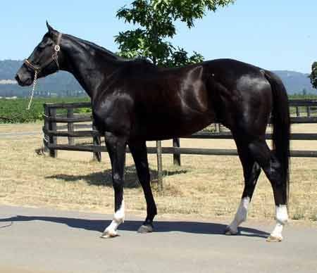 Black Thoroughbred Filly