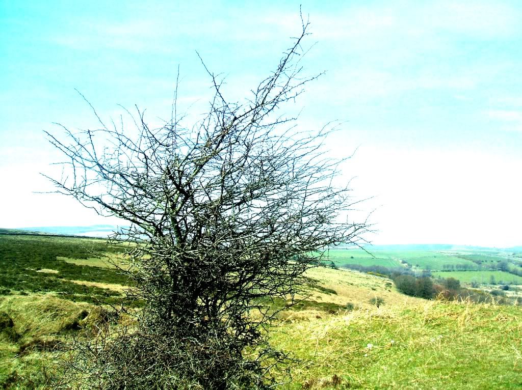 Tree, Dartmoor. photo HighContrastTree.jpg