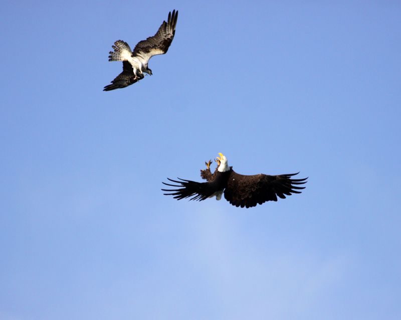 IMAGE: http://i171.photobucket.com/albums/u281/jpyat73/IMG_8261_zps5fb40f5a.jpg