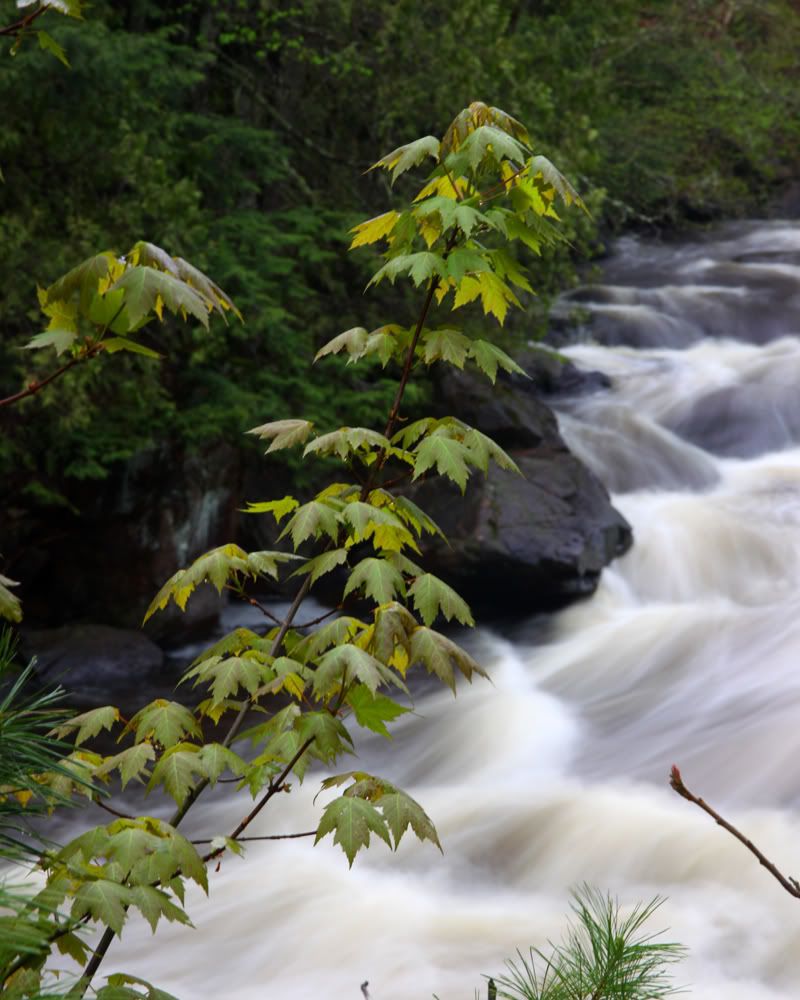 IMAGE: http://i171.photobucket.com/albums/u281/jpyat73/IMG_9103.jpg