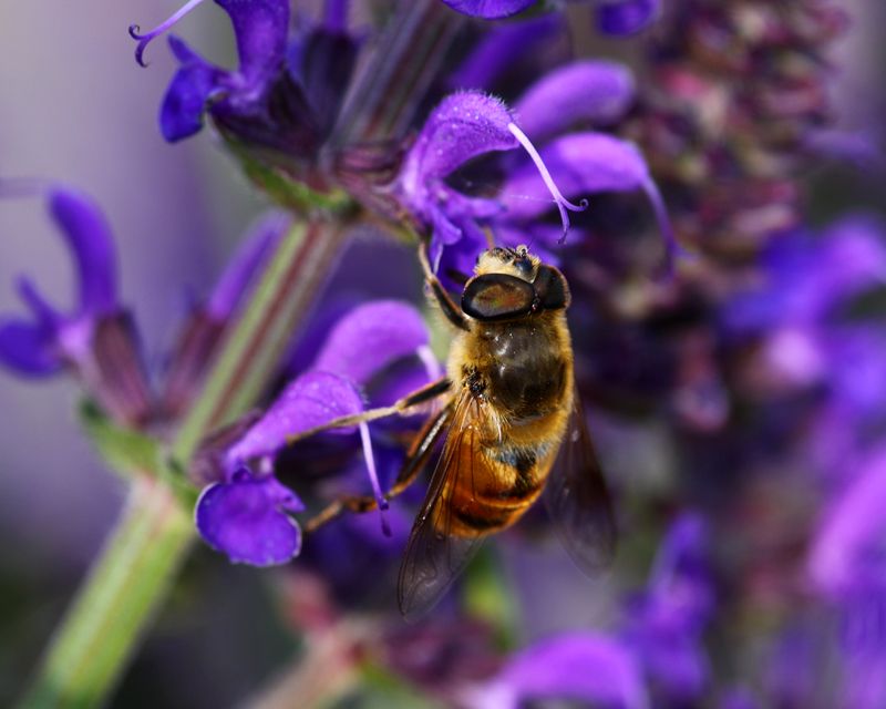 IMAGE: http://i171.photobucket.com/albums/u281/jpyat73/bee2800.jpg