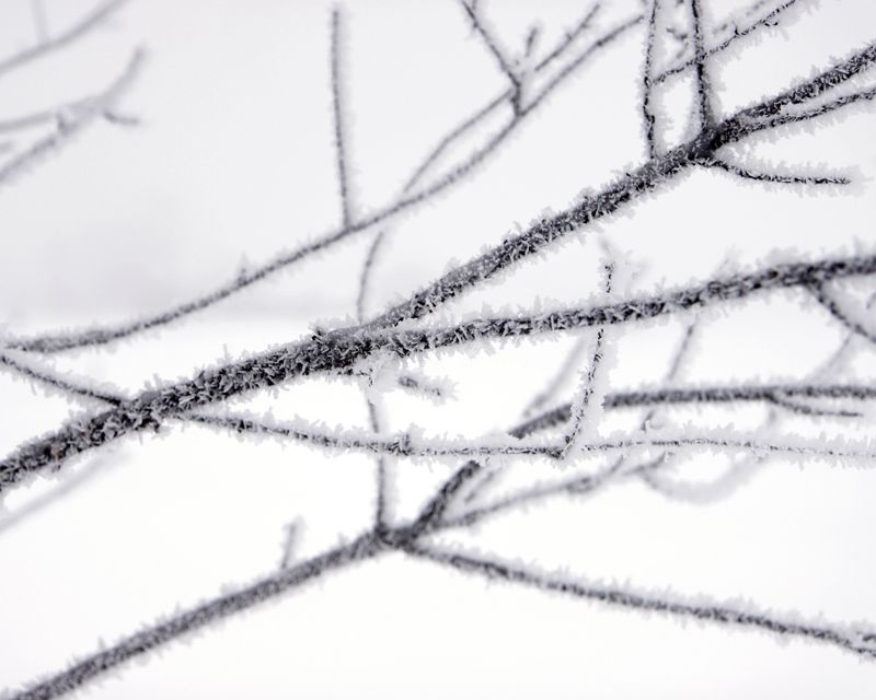 IMAGE: http://i171.photobucket.com/albums/u281/jpyat73/branches_zps28d5857a.jpg