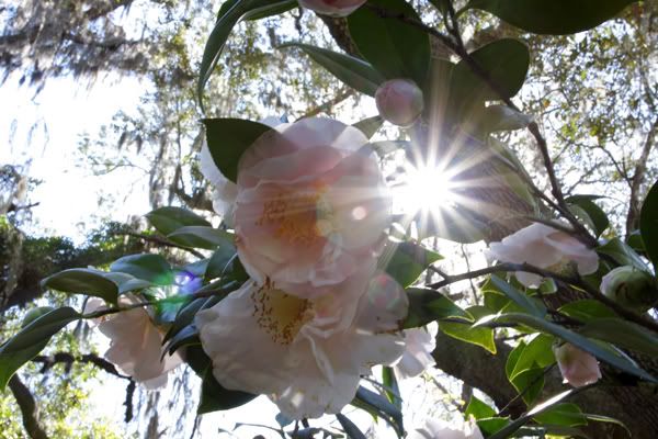 Camelias Florida