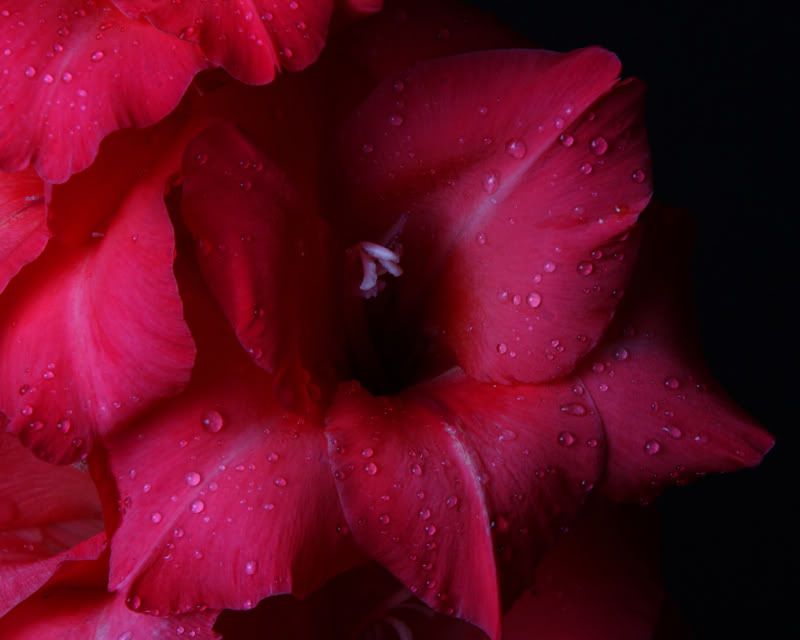 IMAGE: http://i171.photobucket.com/albums/u281/jpyat73/glad2_filtered800.jpg