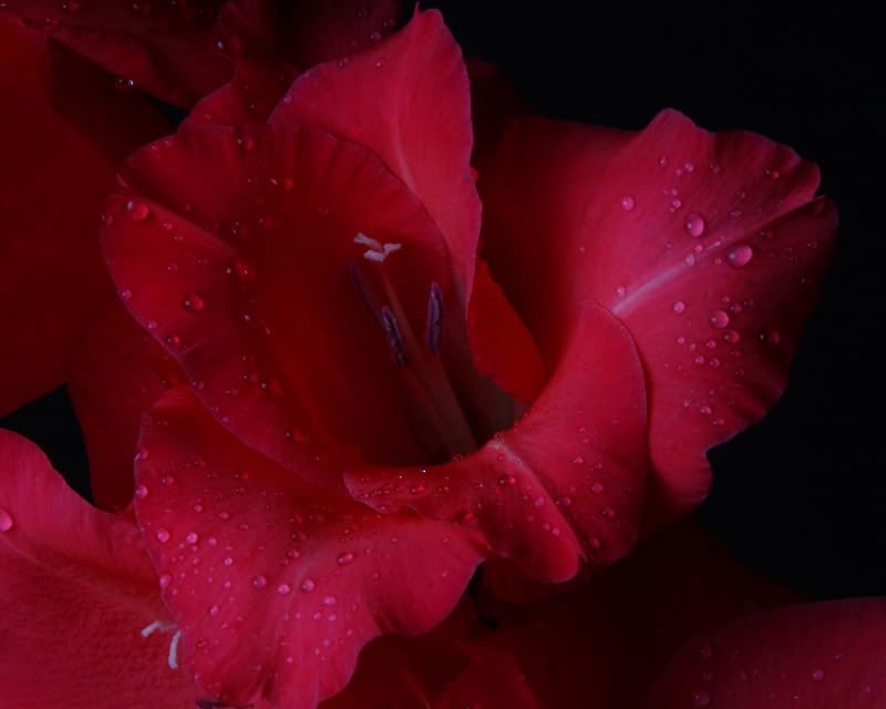 IMAGE: http://i171.photobucket.com/albums/u281/jpyat73/glad_filtered800.jpg