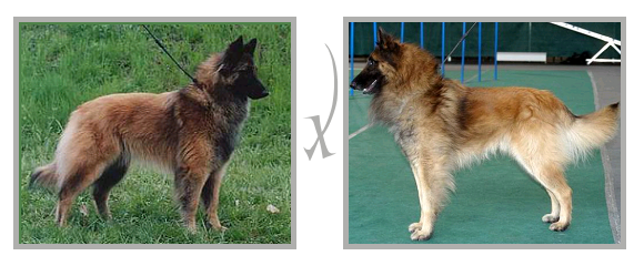 Kuva