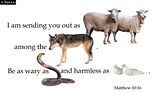 SheeptoWolves.jpg image by leftofright