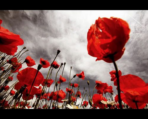 Poppies Pictures, Images and Photos