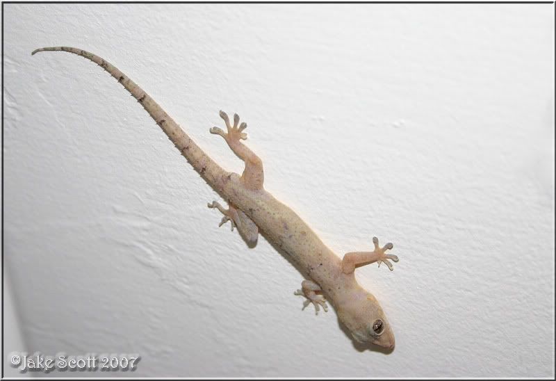 How do you Identify different types of geckos?