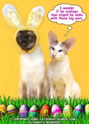 Easter Cat Pictures, Images and Photos