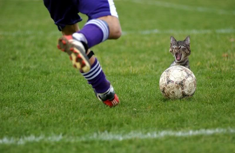 http://i171.photobucket.com/albums/u286/shuvro_paul/amazing/Soccer_Cat_Kick.jpg
