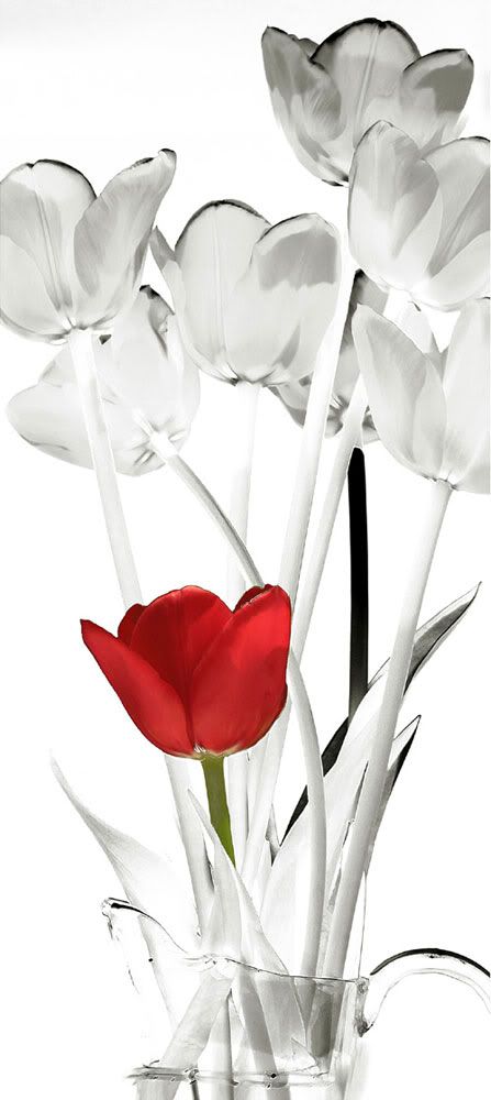 RED TULIP Pictures, Images and Photos