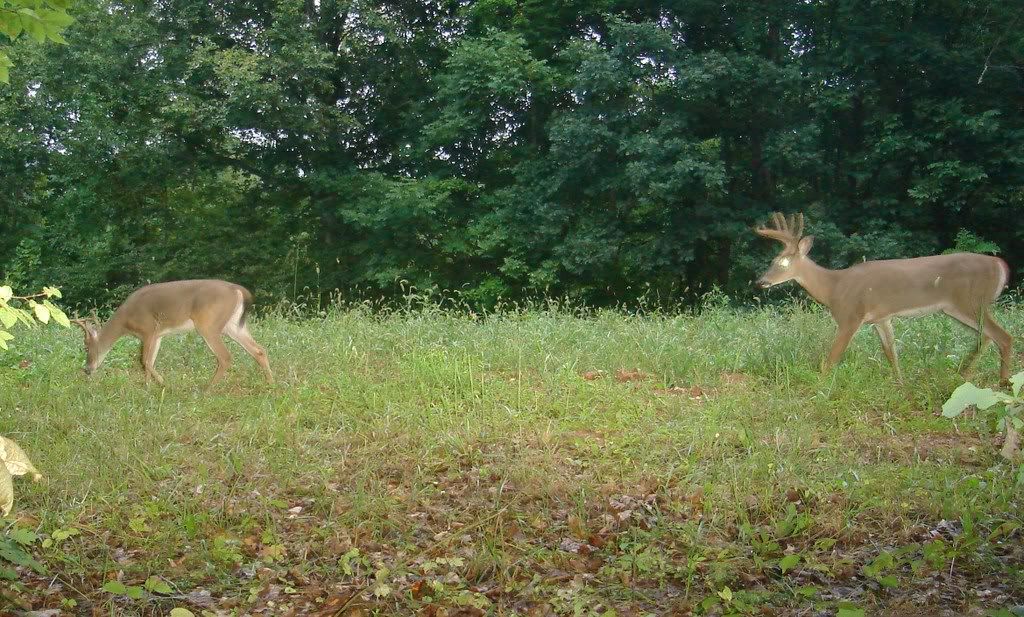 9point.jpg