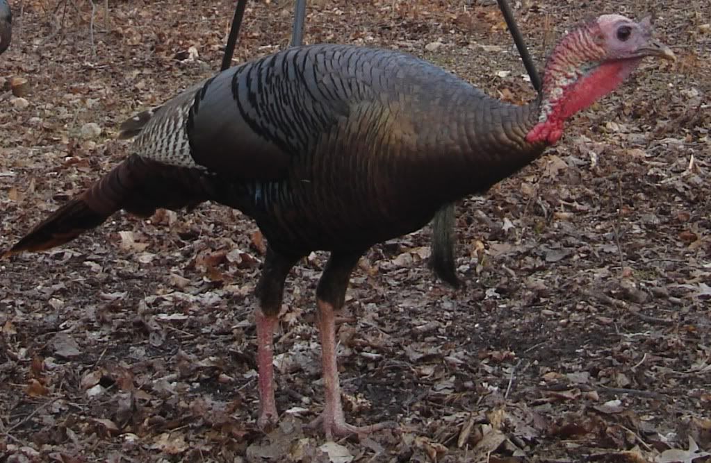 gobbler2.jpg