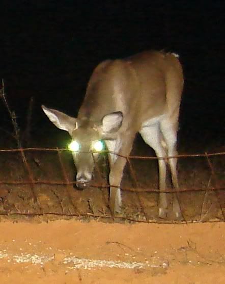monsterbuck1.jpg