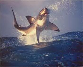 http://i171.photobucket.com/albums/u289/ukit23/SharkJump.jpg