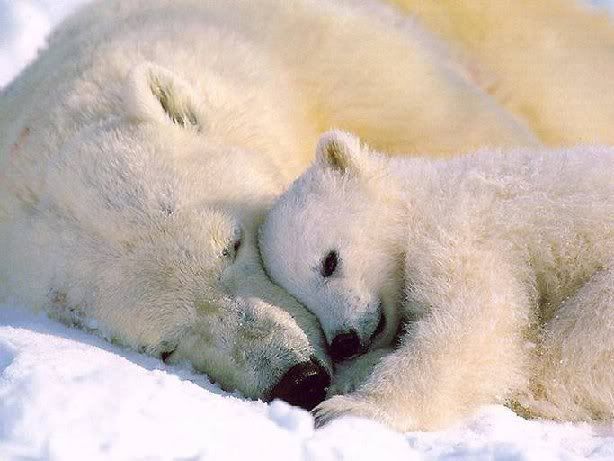 lovepolarbear.jpg Polar Bear Love image by brightsun07