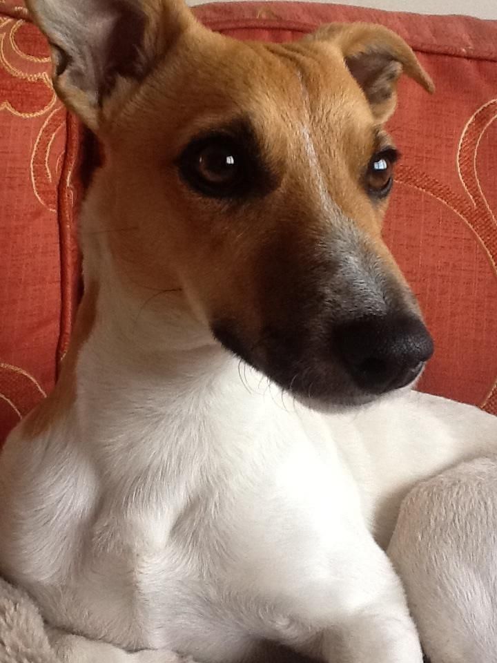 whippet mixed with jack russell