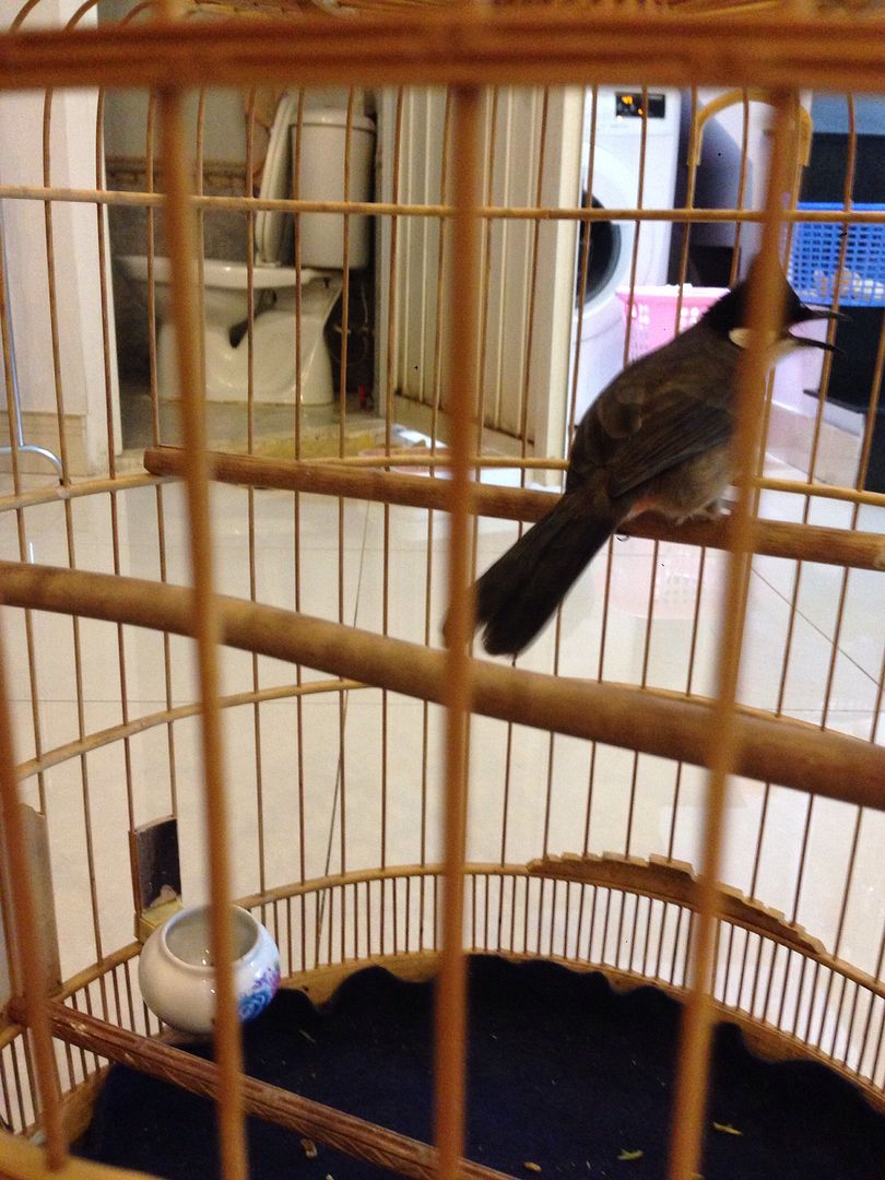 HCM - Thanh lý chào mào và lửa !!!