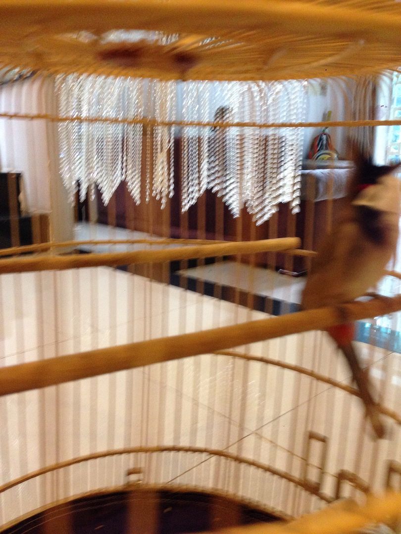 HCM - Thanh lý chào mào và lửa !!! - 1