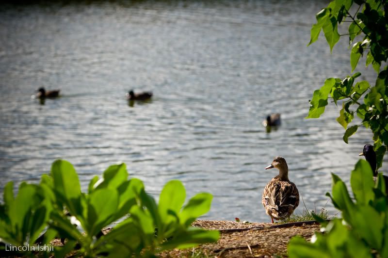 IMAGE: http://i171.photobucket.com/albums/u291/Linkzi/Around%20Hawaii/_MG_4272.jpg