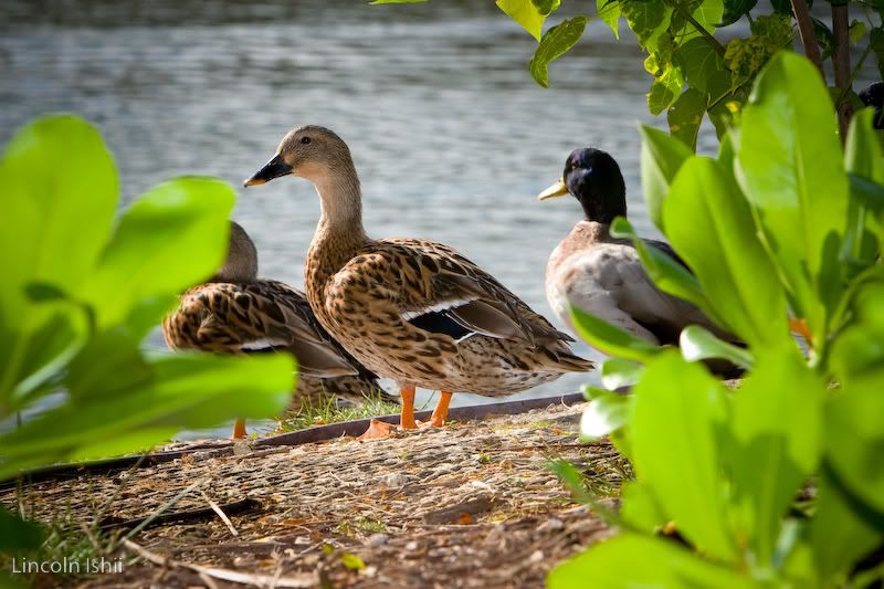 IMAGE: http://i171.photobucket.com/albums/u291/Linkzi/Around%20Hawaii/_MG_4274.jpg