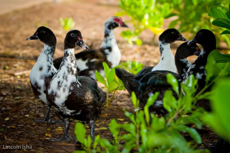 IMAGE: http://i171.photobucket.com/albums/u291/Linkzi/Around%20Hawaii/_MG_4292.jpg