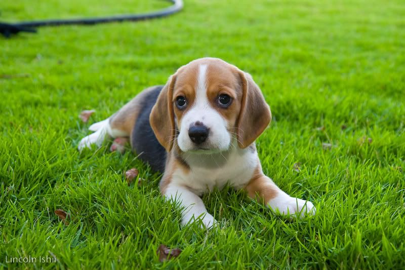 IMAGE: http://i171.photobucket.com/albums/u291/Linkzi/Family/_MG_2436.jpg