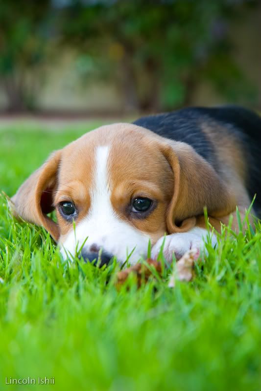 IMAGE: http://i171.photobucket.com/albums/u291/Linkzi/Family/_MG_2443.jpg