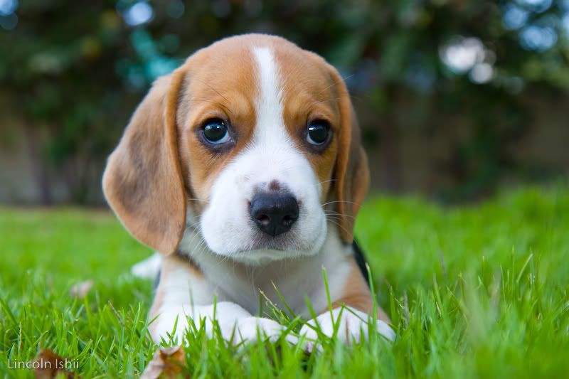 IMAGE: http://i171.photobucket.com/albums/u291/Linkzi/Family/_MG_2454.jpg