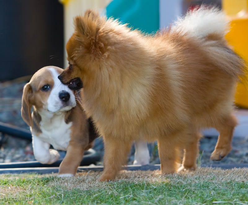 IMAGE: http://i171.photobucket.com/albums/u291/Linkzi/Family/_MG_2475.jpg