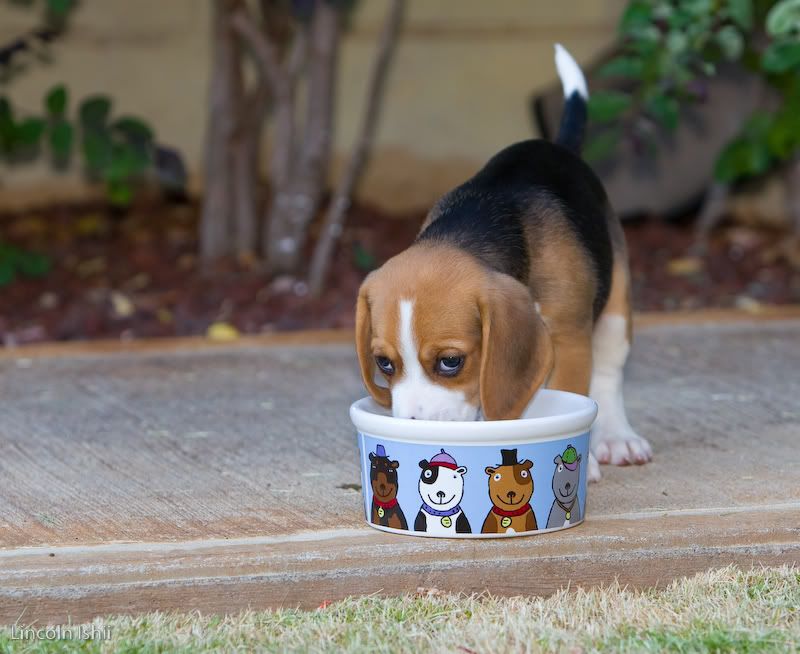 IMAGE: http://i171.photobucket.com/albums/u291/Linkzi/Family/_MG_2486.jpg