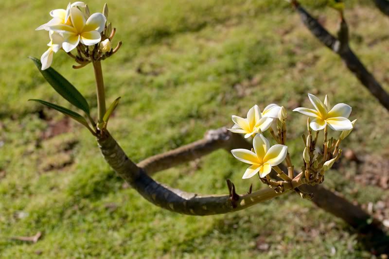 IMAGE: http://i171.photobucket.com/albums/u291/Linkzi/Plumeria-Web.jpg