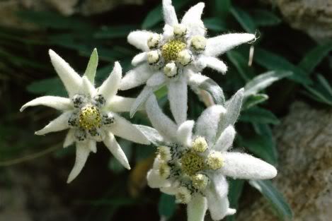 flowers edelweiss
