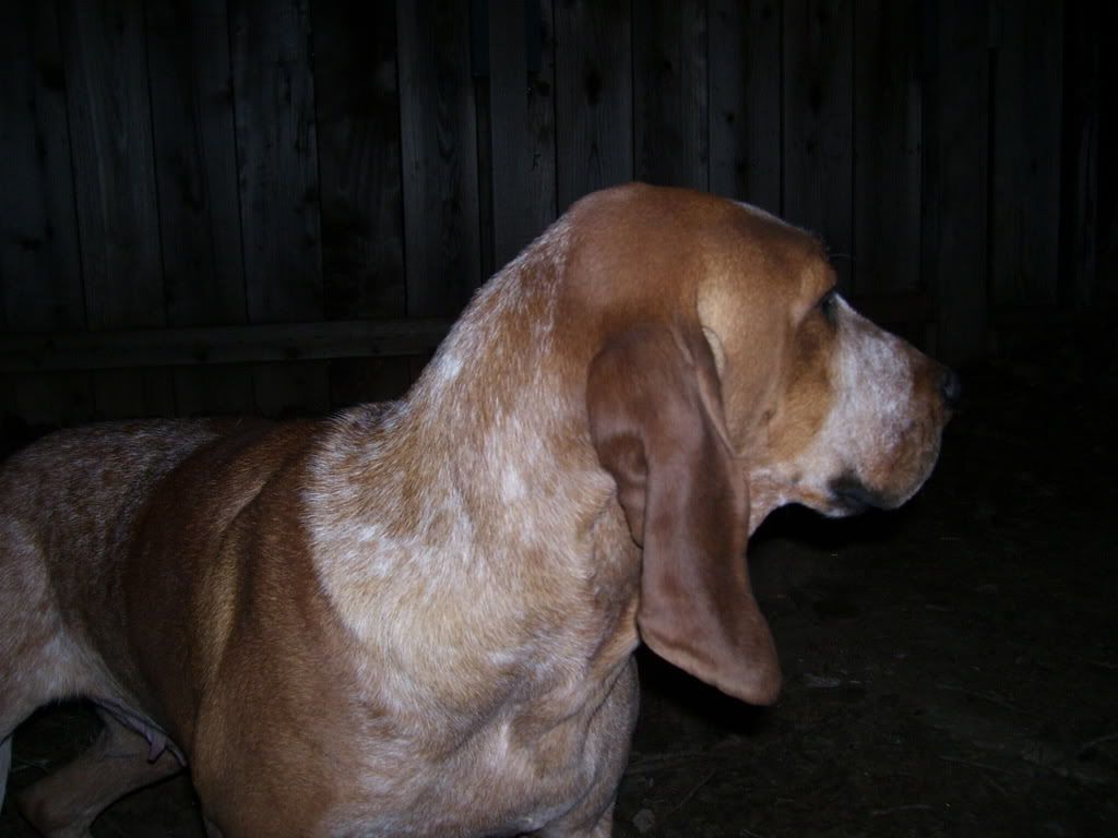 UKC Forums some of my hounds check out these pics