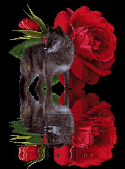 dRoseReflectionWolf.gif image by hwt_01
