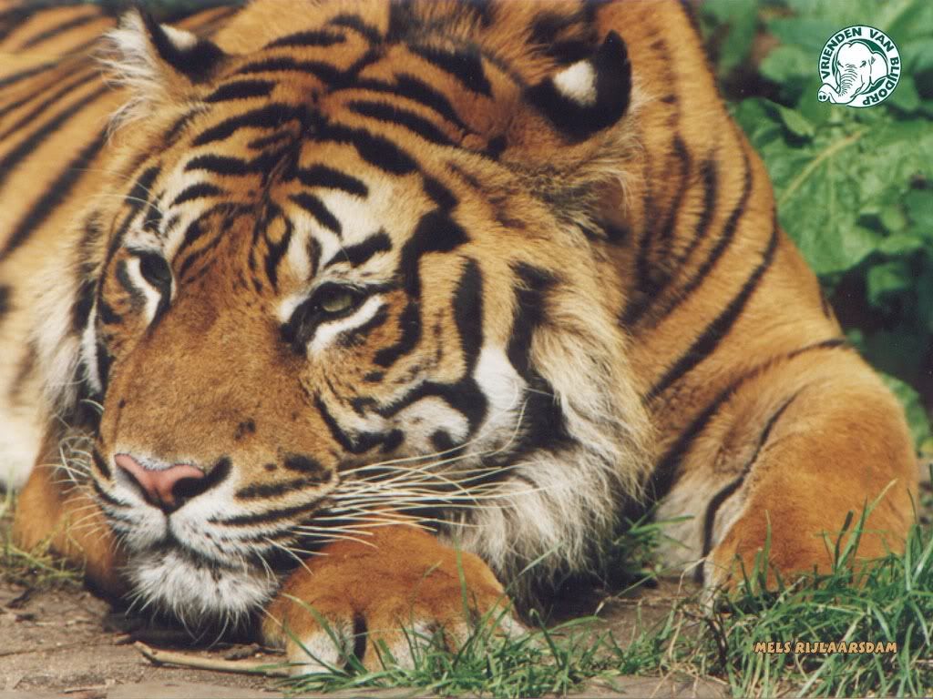 tiger Pictures, Images and Photos