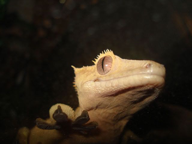 crested1.jpg