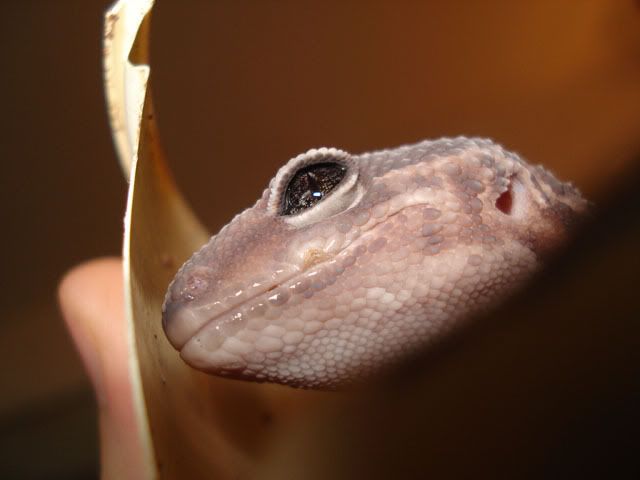 fattail1.jpg