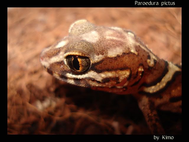 pictus.jpg