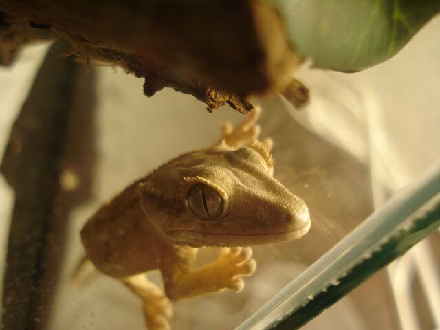 rciliatus12jpg.jpg