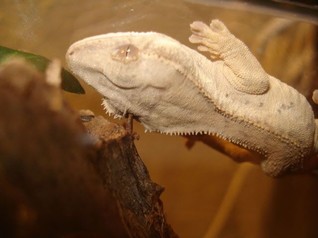 rciliatus3.jpg