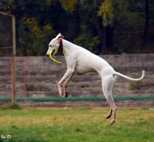 Baton-frisbee2-mini.jpg