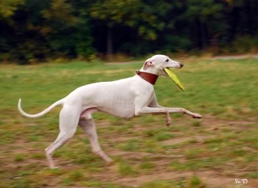 Baton-frisbee3-mini.jpg