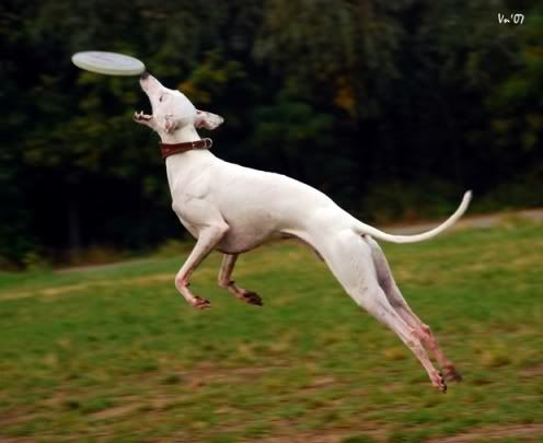 Baton-frisbee4-mini.jpg