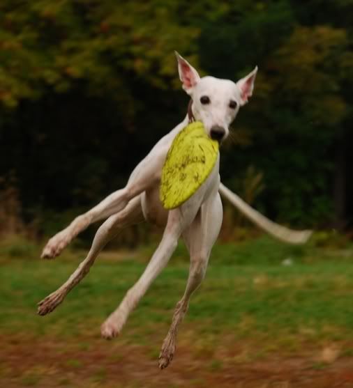 Baton-frisbee6-mini.jpg