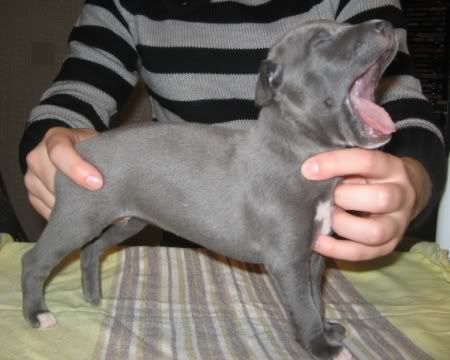 Blue-boy-yawning.jpg