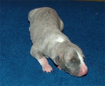 Bluebrindle-mini.jpg