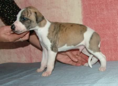 Boy-brindle-2-mini.jpg