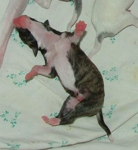 Dark-brindle-belly-mini.jpg